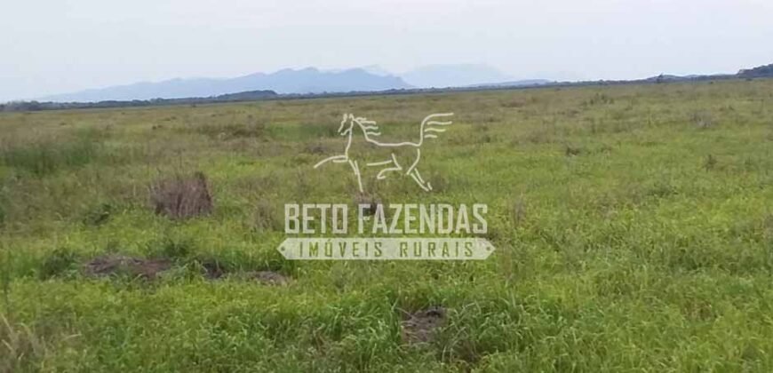 Fazenda à Venda 24.000 Hectares Pecuária Extensiva! no Pantanal Sul-Mato-Grossense | Corumbá/MS