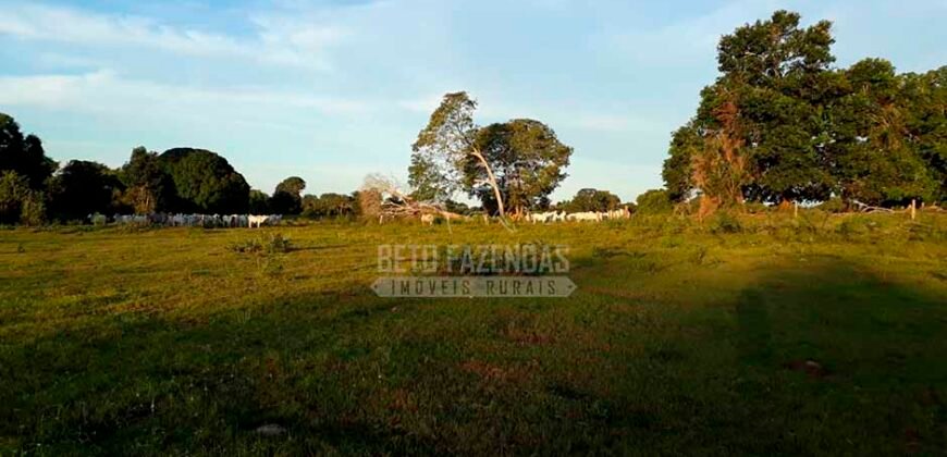 Fazenda à Venda 100.000 ha Toda Infraestrutura Pista de Pouso – Porteira Fechada | Cocalinho/ MT Fazenda à Venda 100.000 ha Toda Infraestrutura Pista de Pouso – Porteira Fechada | Cocalinho/ MT