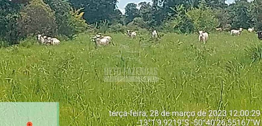 Fazenda à Venda 100.000 ha Toda Infraestrutura Pista de Pouso – Porteira Fechada | Cocalinho/ MT Fazenda à Venda 100.000 ha Toda Infraestrutura Pista de Pouso – Porteira Fechada | Cocalinho/ MT
