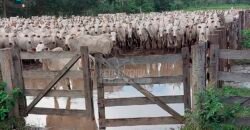 Fazenda à Venda 100.000 ha Toda Infraestrutura Pista de Pouso – Porteira Fechada | Cocalinho/ MT Fazenda à Venda 100.000 ha Toda Infraestrutura Pista de Pouso – Porteira Fechada | Cocalinho/ MT