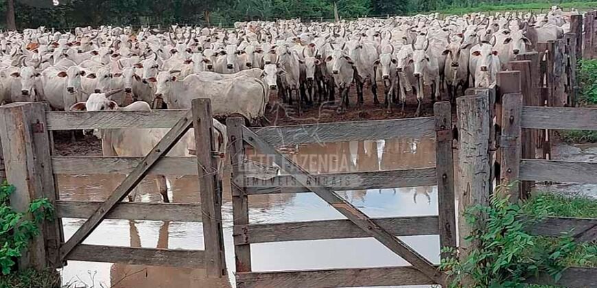 Fazenda à Venda 100.000 ha Toda Infraestrutura Pista de Pouso – Porteira Fechada | Cocalinho/ MT Fazenda à Venda 100.000 ha Toda Infraestrutura Pista de Pouso – Porteira Fechada | Cocalinho/ MT