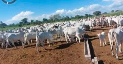 Fazenda à Venda 100.000 ha Toda Infraestrutura Pista de Pouso – Porteira Fechada | Cocalinho/ MT Fazenda à Venda 100.000 ha Toda Infraestrutura Pista de Pouso – Porteira Fechada | Cocalinho/ MT