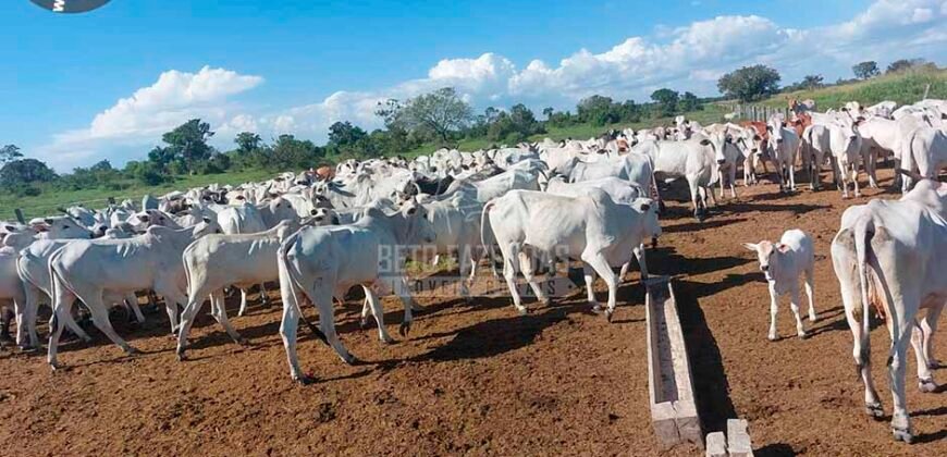 Fazenda à Venda 100.000 ha Toda Infraestrutura Pista de Pouso – Porteira Fechada | Cocalinho/ MT Fazenda à Venda 100.000 ha Toda Infraestrutura Pista de Pouso – Porteira Fechada | Cocalinho/ MT