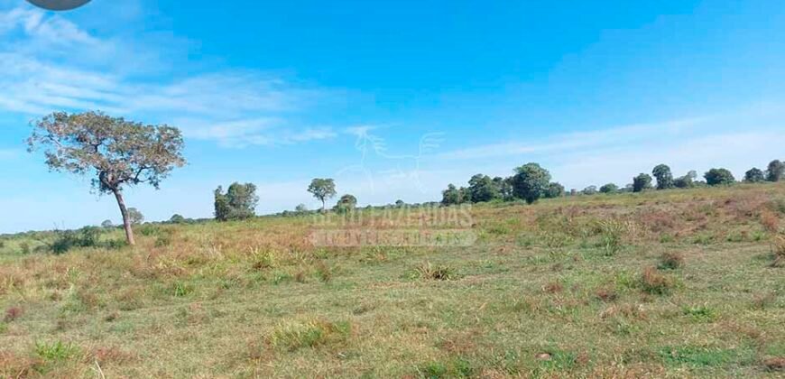 Fazenda à Venda 100.000 ha Toda Infraestrutura Pista de Pouso – Porteira Fechada | Cocalinho/ MT Fazenda à Venda 100.000 ha Toda Infraestrutura Pista de Pouso – Porteira Fechada | Cocalinho/ MT
