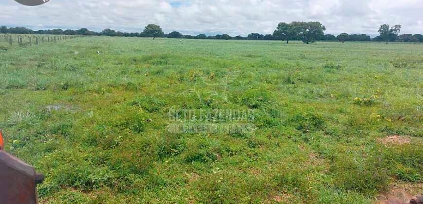 Fazenda à Venda 100.000 ha Toda Infraestrutura Pista de Pouso – Porteira Fechada | Cocalinho/ MT Fazenda à Venda 100.000 ha Toda Infraestrutura Pista de Pouso – Porteira Fechada | Cocalinho/ MT