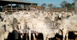 Fazenda à Venda 100.000 ha Toda Infraestrutura Pista de Pouso – Porteira Fechada | Cocalinho/ MT Fazenda à Venda 100.000 ha Toda Infraestrutura Pista de Pouso – Porteira Fechada | Cocalinho/ MT