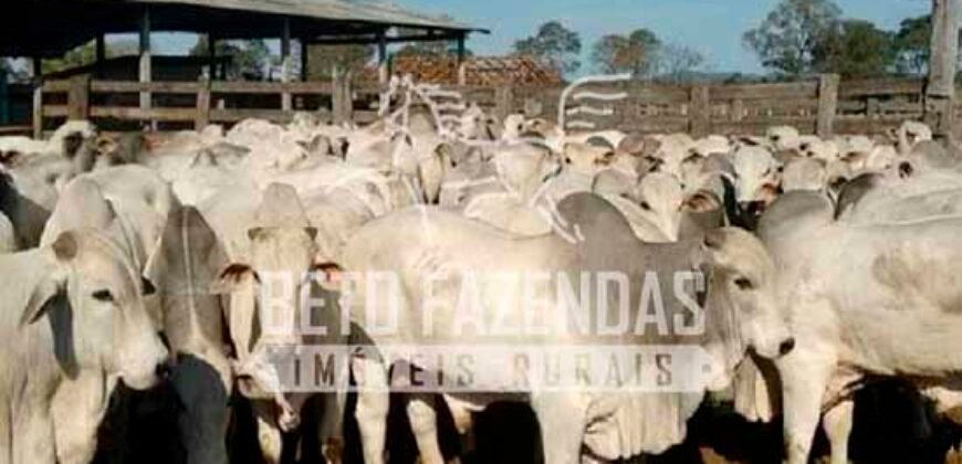 Fazenda à Venda 100.000 ha Toda Infraestrutura Pista de Pouso – Porteira Fechada | Cocalinho/ MT Fazenda à Venda 100.000 ha Toda Infraestrutura Pista de Pouso – Porteira Fechada | Cocalinho/ MT