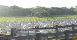 Fazenda à Venda 100.000 ha Toda Infraestrutura Pista de Pouso – Porteira Fechada | Cocalinho/ MT Fazenda à Venda 100.000 ha Toda Infraestrutura Pista de Pouso – Porteira Fechada | Cocalinho/ MT