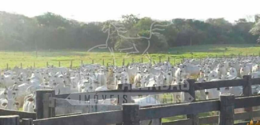 Fazenda à Venda 100.000 ha Toda Infraestrutura Pista de Pouso – Porteira Fechada | Cocalinho/ MT Fazenda à Venda 100.000 ha Toda Infraestrutura Pista de Pouso – Porteira Fechada | Cocalinho/ MT