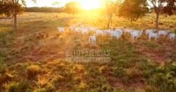 Fazenda à Venda 100.000 ha Toda Infraestrutura Pista de Pouso – Porteira Fechada | Cocalinho/ MT Fazenda à Venda 100.000 ha Toda Infraestrutura Pista de Pouso – Porteira Fechada | Cocalinho/ MT