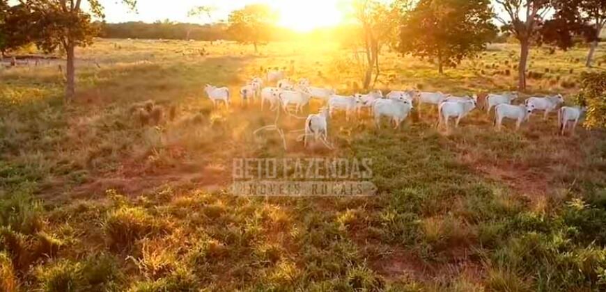 Fazenda à Venda 100.000 ha Toda Infraestrutura Pista de Pouso – Porteira Fechada | Cocalinho/ MT Fazenda à Venda 100.000 ha Toda Infraestrutura Pista de Pouso – Porteira Fechada | Cocalinho/ MT