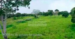 Fazenda à Venda 100.000 ha Toda Infraestrutura Pista de Pouso – Porteira Fechada | Cocalinho/ MT Fazenda à Venda 100.000 ha Toda Infraestrutura Pista de Pouso – Porteira Fechada | Cocalinho/ MT