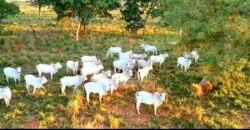 Fazenda à Venda 100.000 ha Toda Infraestrutura Pista de Pouso – Porteira Fechada | Cocalinho/ MT Fazenda à Venda 100.000 ha Toda Infraestrutura Pista de Pouso – Porteira Fechada | Cocalinho/ MT