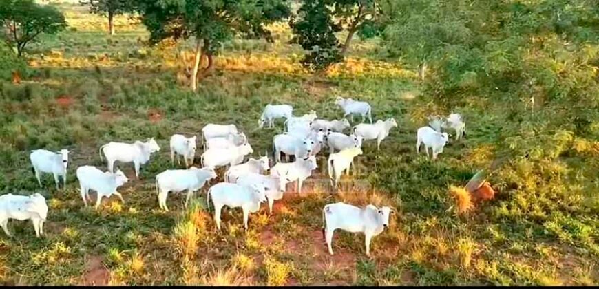 Fazenda à Venda 100.000 ha Toda Infraestrutura Pista de Pouso – Porteira Fechada | Cocalinho/ MT Fazenda à Venda 100.000 ha Toda Infraestrutura Pista de Pouso – Porteira Fechada | Cocalinho/ MT