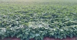 Fazenda à Venda 2.050 hectares Completa com Infraestrutura Dupla Aptidão  | Corinto/MG