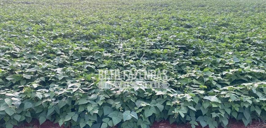 Fazenda à Venda 2.050 hectares Completa com Infraestrutura Dupla Aptidão  | Corinto/MG