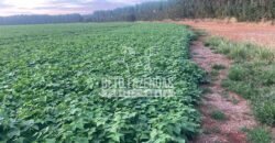 Fazenda à Venda 2.050 hectares Completa com Infraestrutura Dupla Aptidão  | Corinto/MG