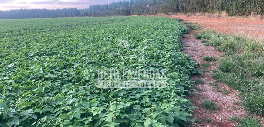 Fazenda à Venda 2.050 hectares Completa com Infraestrutura Dupla Aptidão  | Corinto/MG