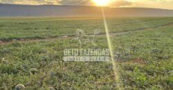 Fazenda à Venda 2.050 hectares Completa com Infraestrutura Dupla Aptidão  | Corinto/MG