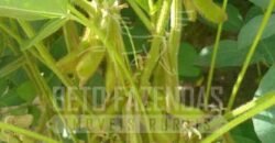 Fazenda Gigante à Venda 44.000 has Histórico de Alta Produtividade Infra Completa | Região do Araguaia/ PA