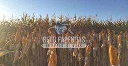 Fazenda Gigante à Venda 44.000 has Histórico de Alta Produtividade Infra Completa | Região do Araguaia/ PA