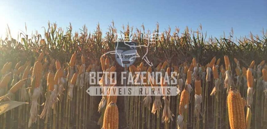 Fazenda Gigante à Venda 44.000 has Histórico de Alta Produtividade Infra Completa | Região do Araguaia/ PA