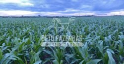 Fazenda Gigante à Venda 44.000 has Histórico de Alta Produtividade Infra Completa | Região do Araguaia/ PA