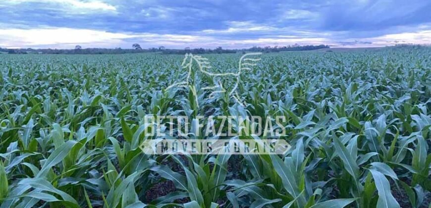 Fazenda Gigante à Venda 44.000 has Histórico de Alta Produtividade Infra Completa | Região do Araguaia/ PA