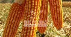 Fazenda Gigante à Venda 44.000 has Histórico de Alta Produtividade Infra Completa | Região do Araguaia/ PA