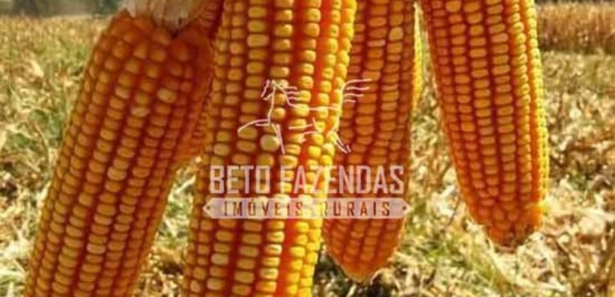 Fazenda Gigante à Venda 44.000 has Histórico de Alta Produtividade Infra Completa | Região do Araguaia/ PA