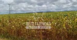 Fazenda Gigante à Venda 44.000 has Histórico de Alta Produtividade Infra Completa | Região do Araguaia/ PA