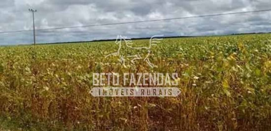 Fazenda Gigante à Venda 44.000 has Histórico de Alta Produtividade Infra Completa | Região do Araguaia/ PA