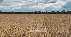 Fazenda Gigante à Venda 44.000 has Histórico de Alta Produtividade Infra Completa | Região do Araguaia/ PA