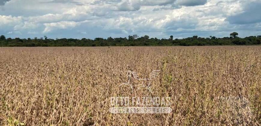 Fazenda Gigante à Venda 44.000 has Histórico de Alta Produtividade Infra Completa | Região do Araguaia/ PA