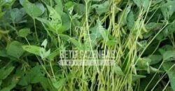 Fazenda Gigante à Venda 44.000 has Histórico de Alta Produtividade Infra Completa | Região do Araguaia/ PA