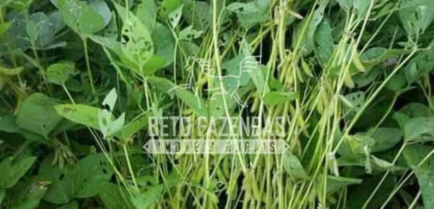 Fazenda Gigante à Venda 44.000 has Histórico de Alta Produtividade Infra Completa | Região do Araguaia/ PA