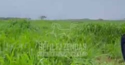 Fazenda Extraordinária à Venda 650 Alqueires Pecuária Lucrativa e Lazer | Colinas do Sul/ GO Fazenda Extraordinária à Venda 650 Alqueires Pecuária Lucrativa e Lazer | Colinas do Sul/ GO