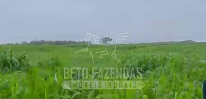 Fazenda Extraordinária à Venda 650 Alqueires Pecuária Lucrativa e Lazer | Colinas do Sul/ GO Fazenda Extraordinária à Venda 650 Alqueires Pecuária Lucrativa e Lazer | Colinas do Sul/ GO