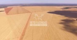 Fazenda à Venda 3.705 hectares Alta produtividade e Rentabilidade | Alto Boa Vista/MT