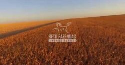 Fazenda à Venda 3.705 hectares Alta produtividade e Rentabilidade | Alto Boa Vista/MT
