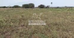 Fazendas Agrícolas à Venda 57.896 hectares em 3 Áreas com Aptidão Pecuária | Corumbá/MS