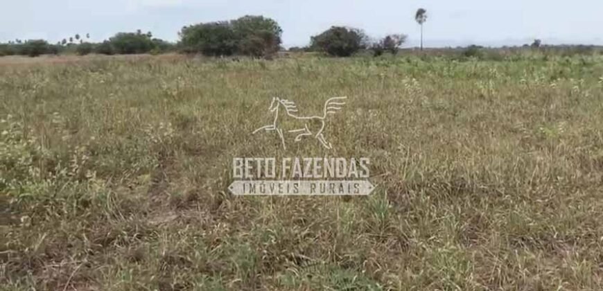 Fazendas Agrícolas à Venda 57.896 hectares em 3 Áreas com Aptidão Pecuária | Corumbá/MS