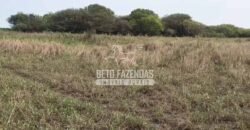 Fazendas Agrícolas à Venda 57.896 hectares em 3 Áreas com Aptidão Pecuária | Corumbá/MS