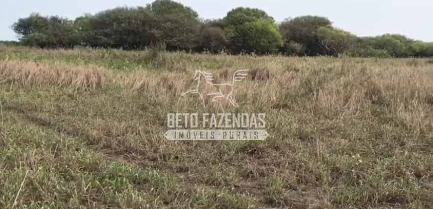 Fazendas Agrícolas à Venda 57.896 hectares em 3 Áreas com Aptidão Pecuária | Corumbá/MS