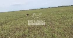 Fazendas Agrícolas à Venda 57.896 hectares em 3 Áreas com Aptidão Pecuária | Corumbá/MS