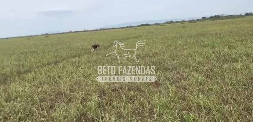 Fazendas Agrícolas à Venda 57.896 hectares em 3 Áreas com Aptidão Pecuária | Corumbá/MS