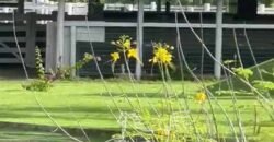 Fazenda à Venda 9.950 hectares Potencial para o Agronegócio | São Desidério/ BA