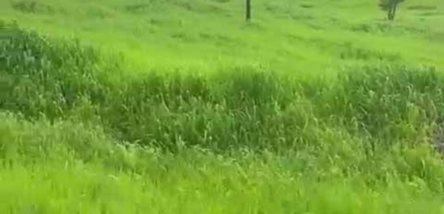 Fazenda à Venda 9.950 hectares Potencial para o Agronegócio | São Desidério/ BA