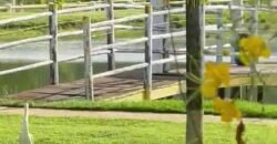 Fazenda à Venda 9.950 hectares Potencial para o Agronegócio | São Desidério/ BA