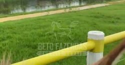 Fazenda Extraordinária à Venda 650 Alqueires Pecuária Lucrativa e Lazer | Colinas do Sul/ GO Fazenda Extraordinária à Venda 650 Alqueires Pecuária Lucrativa e Lazer | Colinas do Sul/ GO